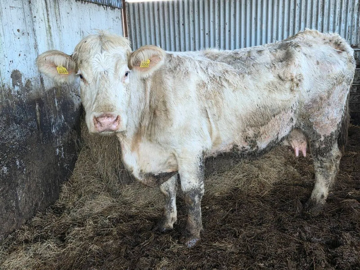 PEDIGREE COWS Drumshambo mart Good Friday night - Image 4