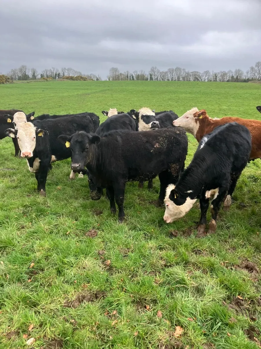 beef cattle - Image 1