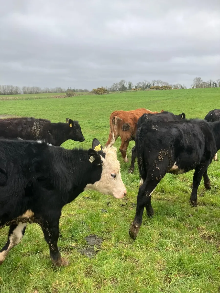 beef cattle - Image 2