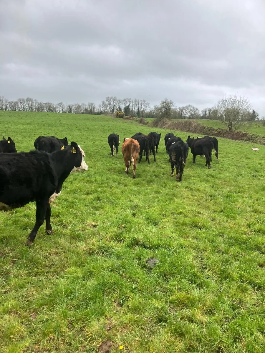 beef cattle - Image 3