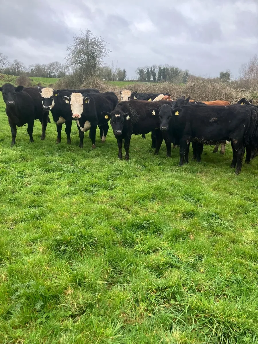 beef cattle - Image 4