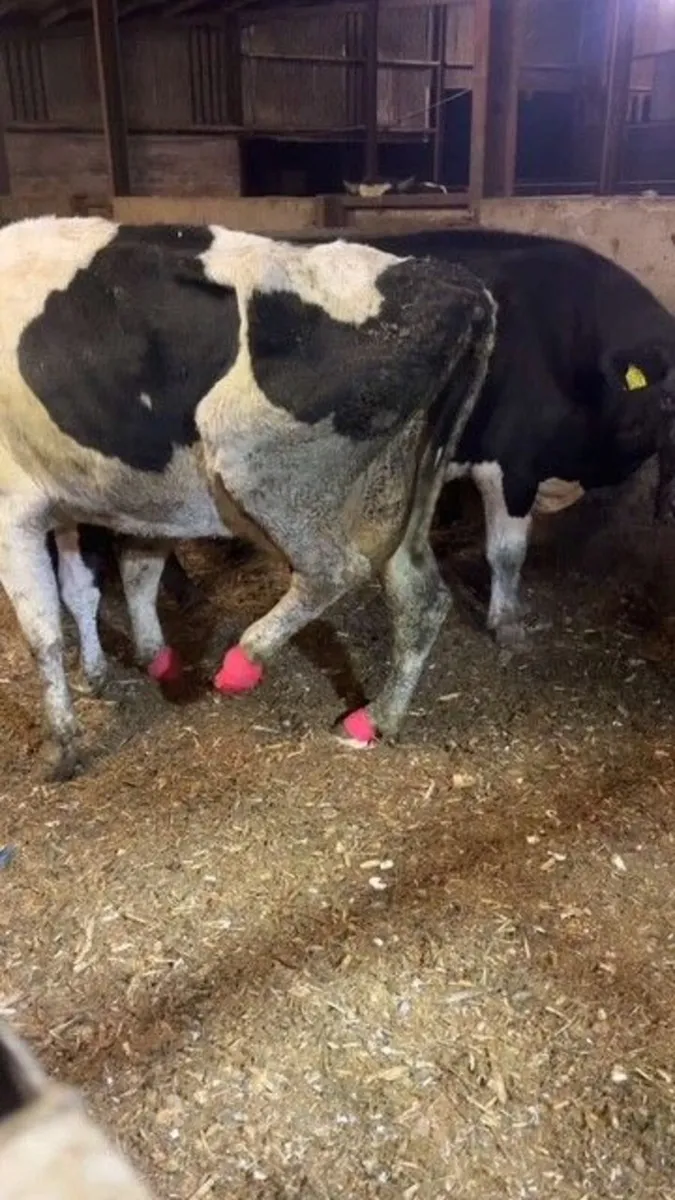 Hoof Trimming Services - Image 4