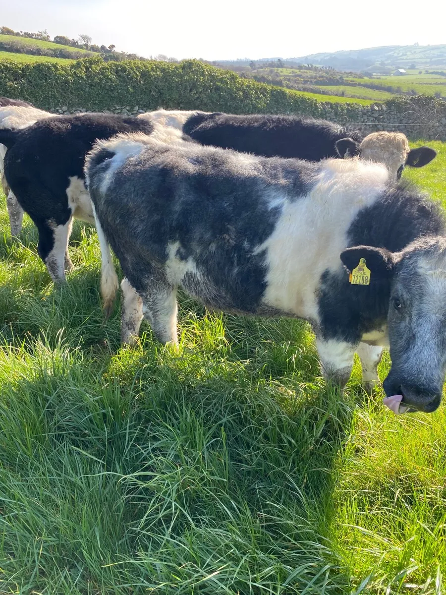 Live stock - Image 1