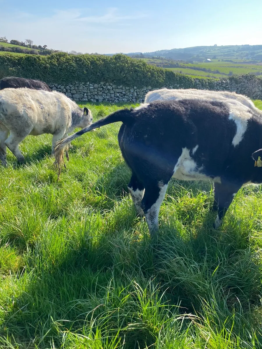 Live stock - Image 2