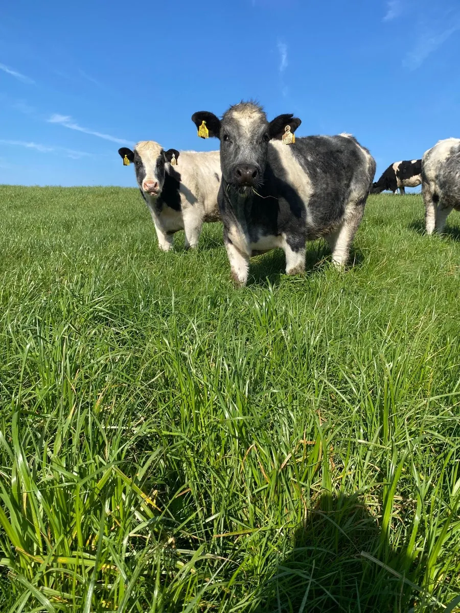 Live stock - Image 3