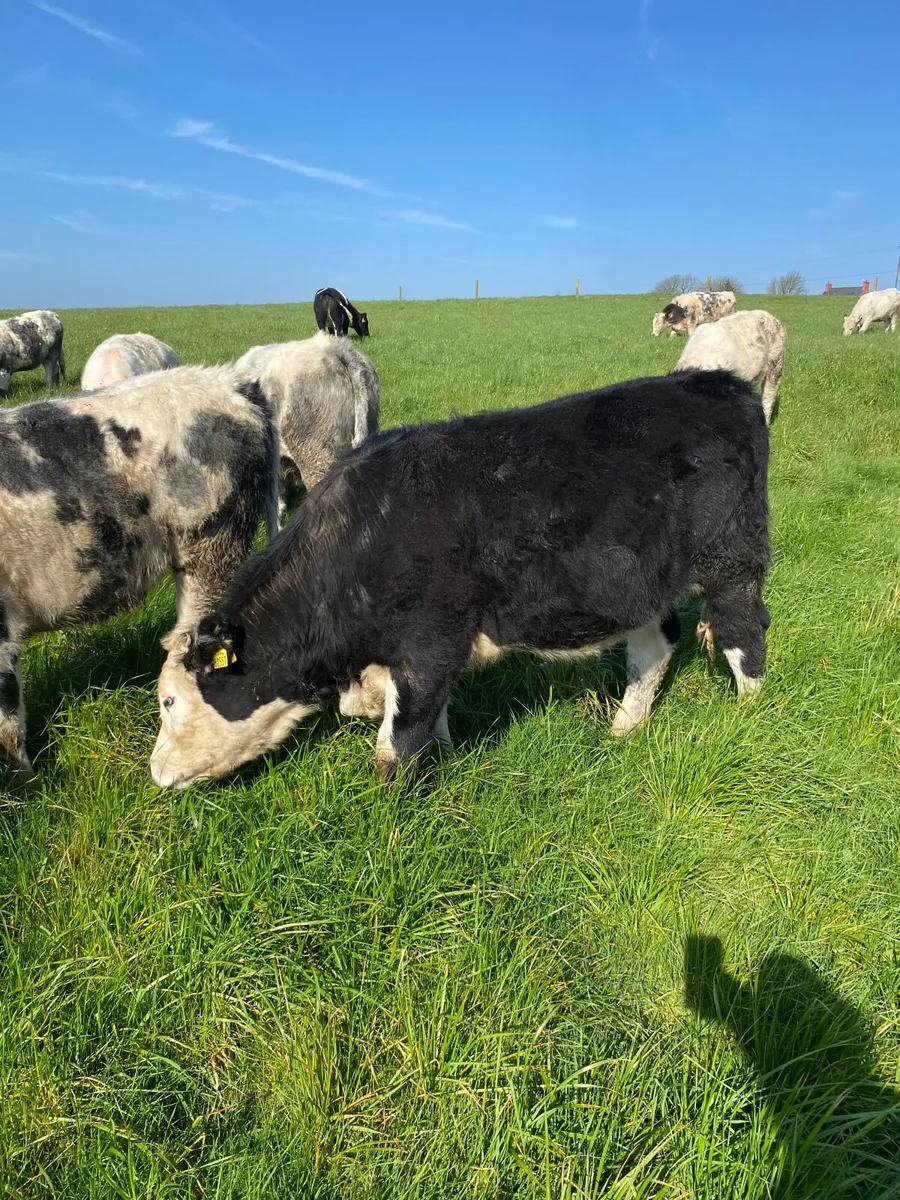 Live stock - Image 4