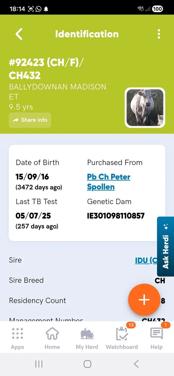 PEDIGREE COWS Drumshambo mart Good Friday night - Image 1