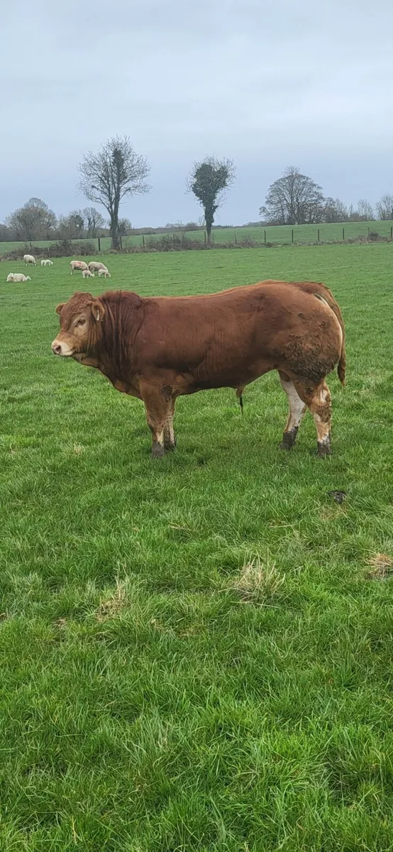 Limousin Bull - Image 1
