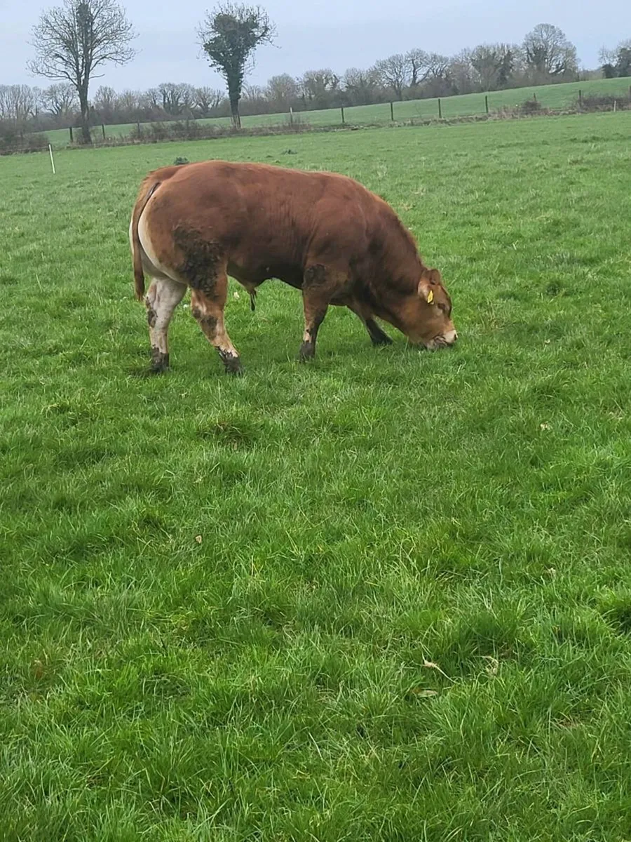 Limousin Bull - Image 3