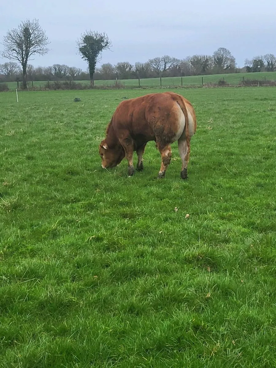 Limousin Bull - Image 4