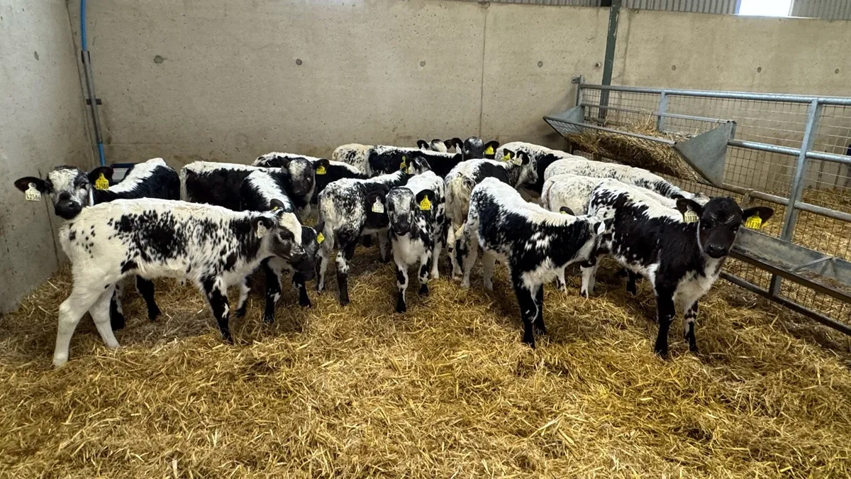 Speckle Park Heifers - Image 1