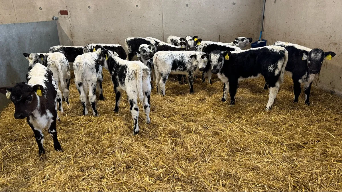 Speckle Park Heifers - Image 2