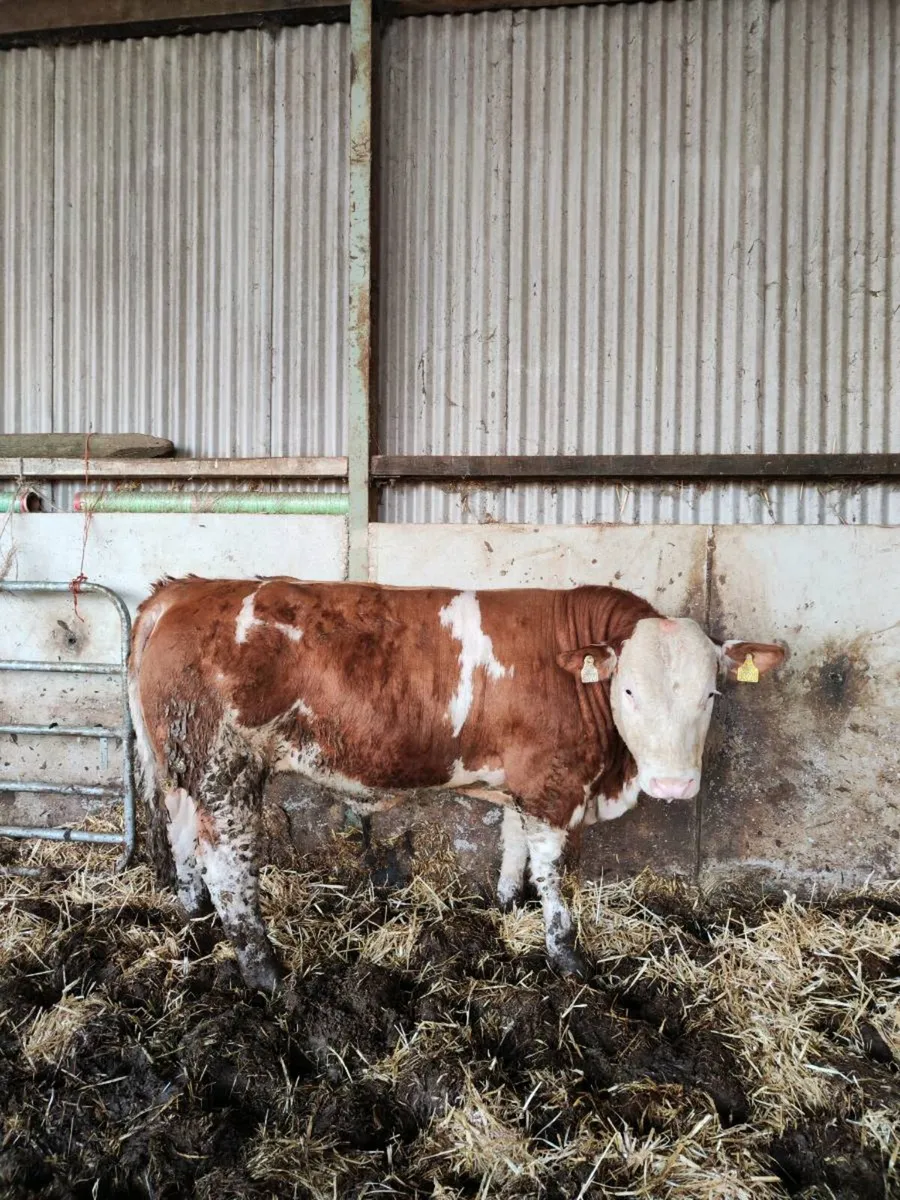 Pedigree simmental bulls - Image 1