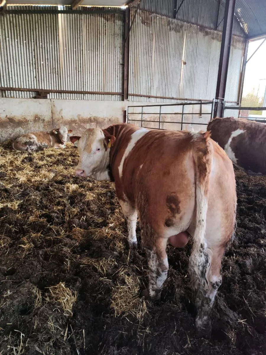 Pedigree simmental bulls - Image 2