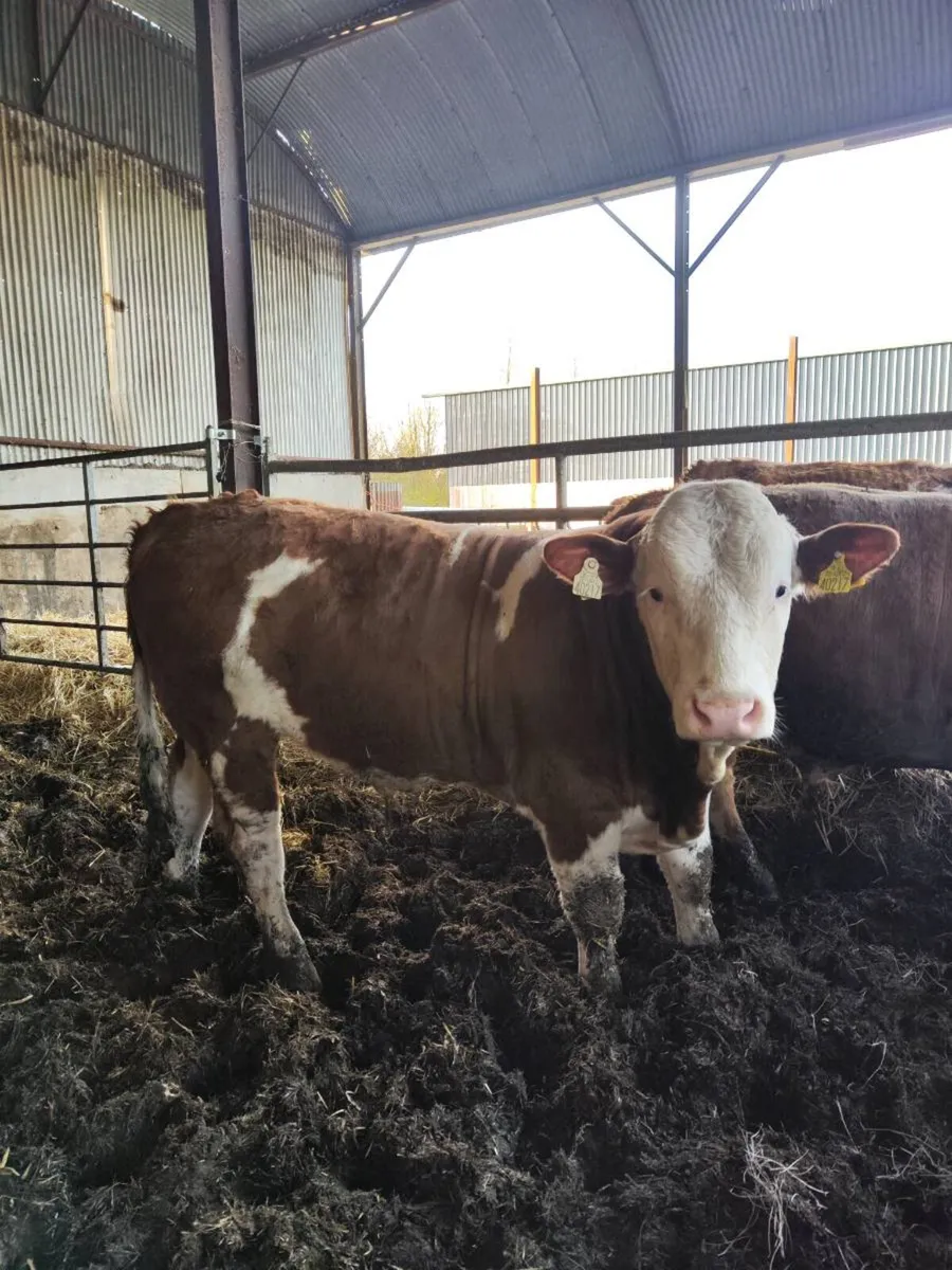 Pedigree simmental bulls - Image 3