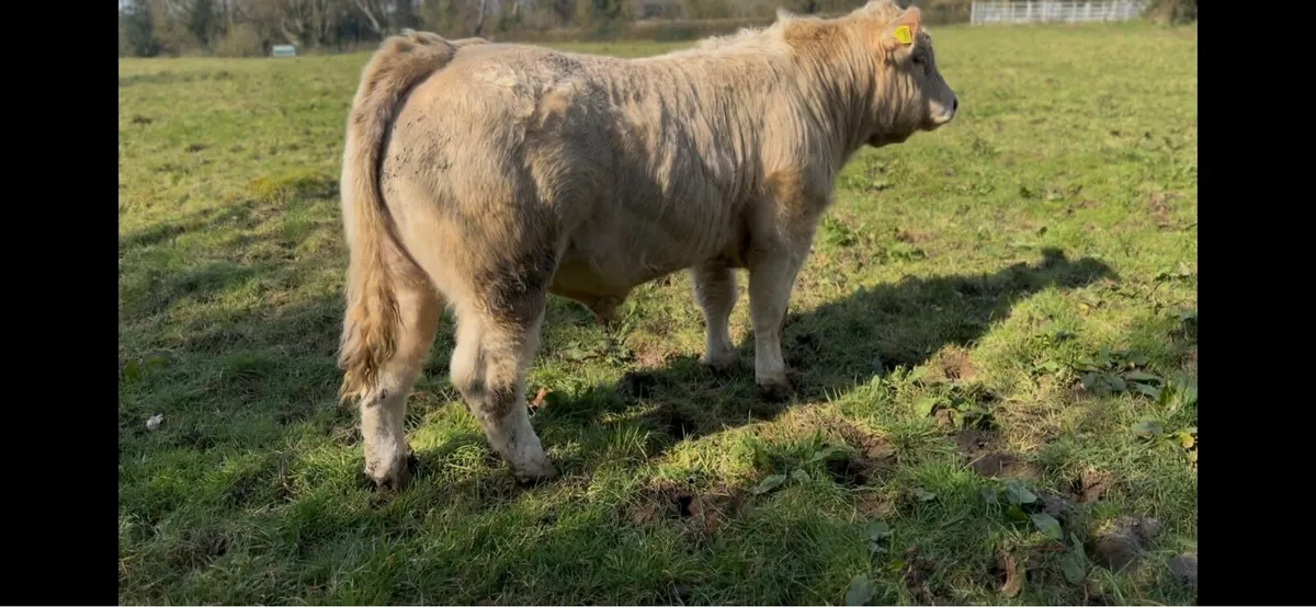 Ch bull pbr - Image 2