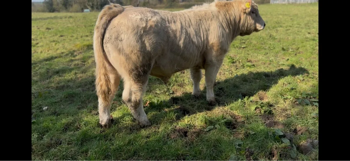 Ch bull pbr - Image 1