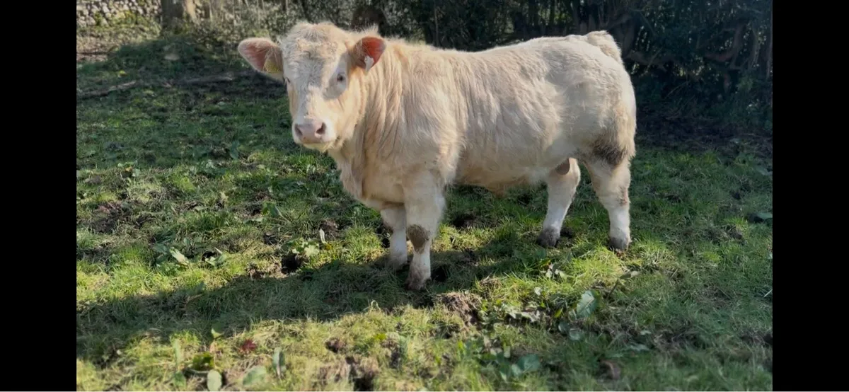 Ch bull pbr - Image 3