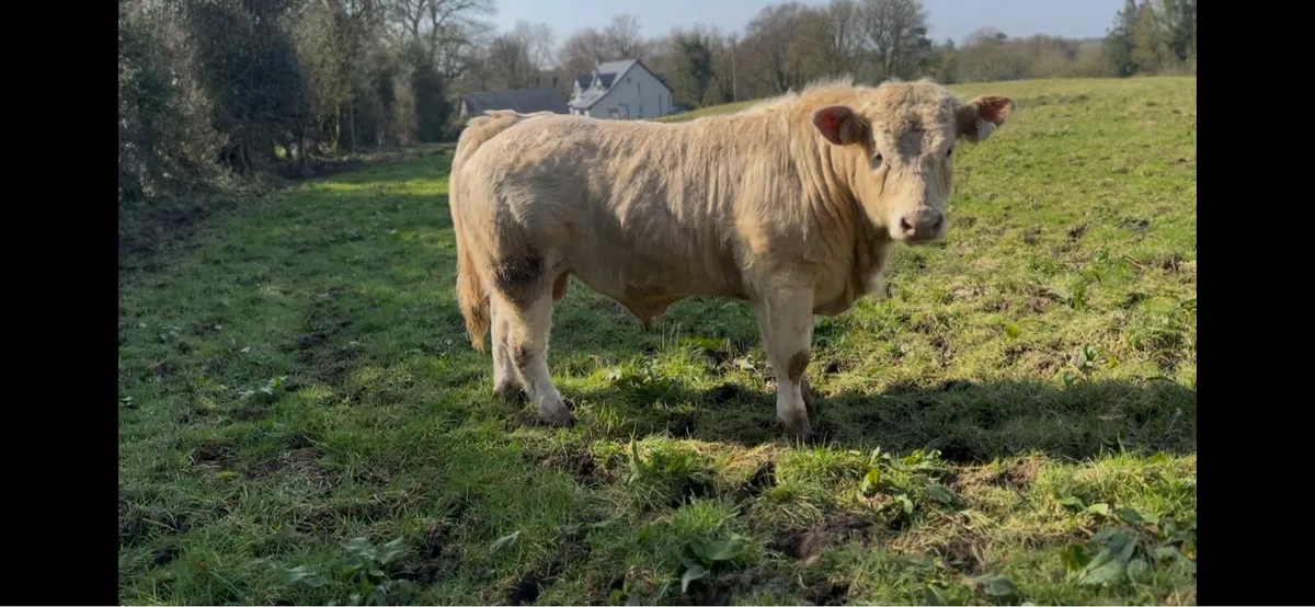 Ch bull pbr - Image 4