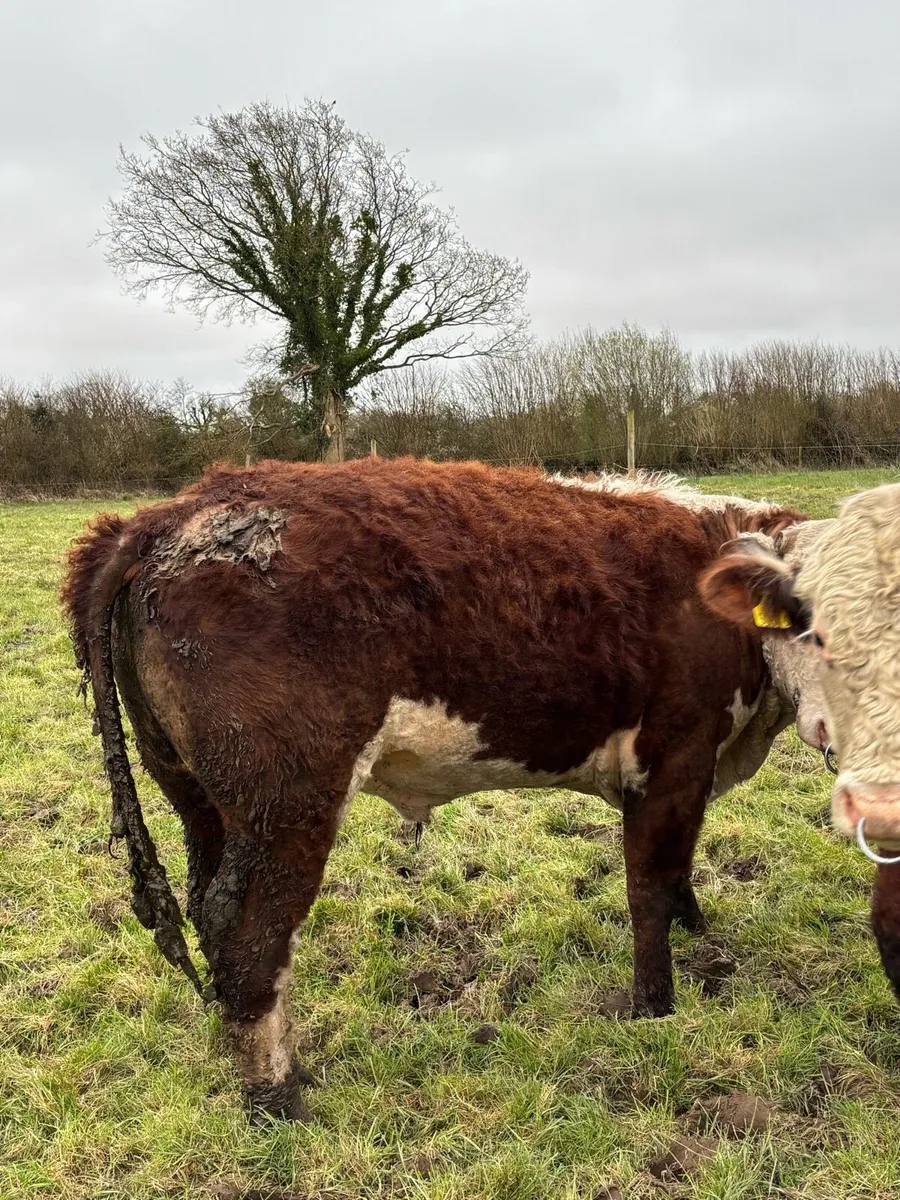 Organic cattle - Image 3