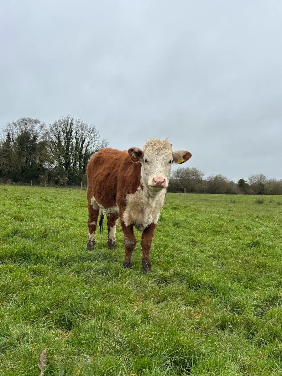 Organic cattle - Image 4