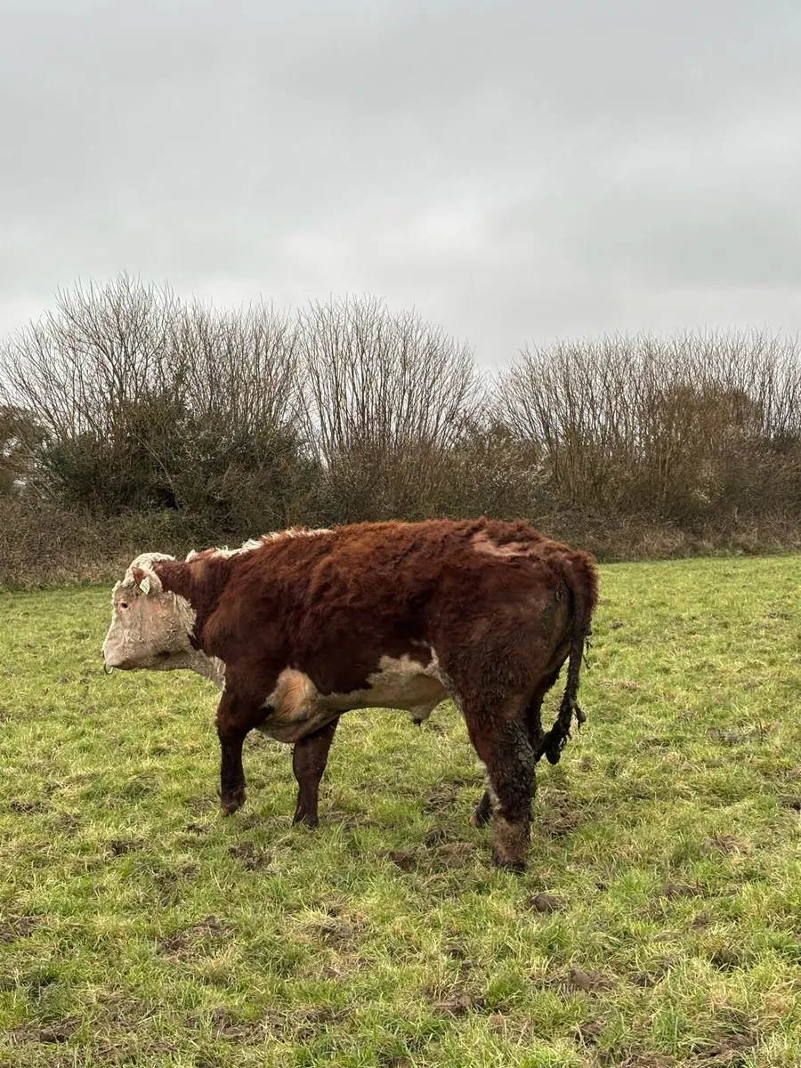 Organic cattle - Image 2