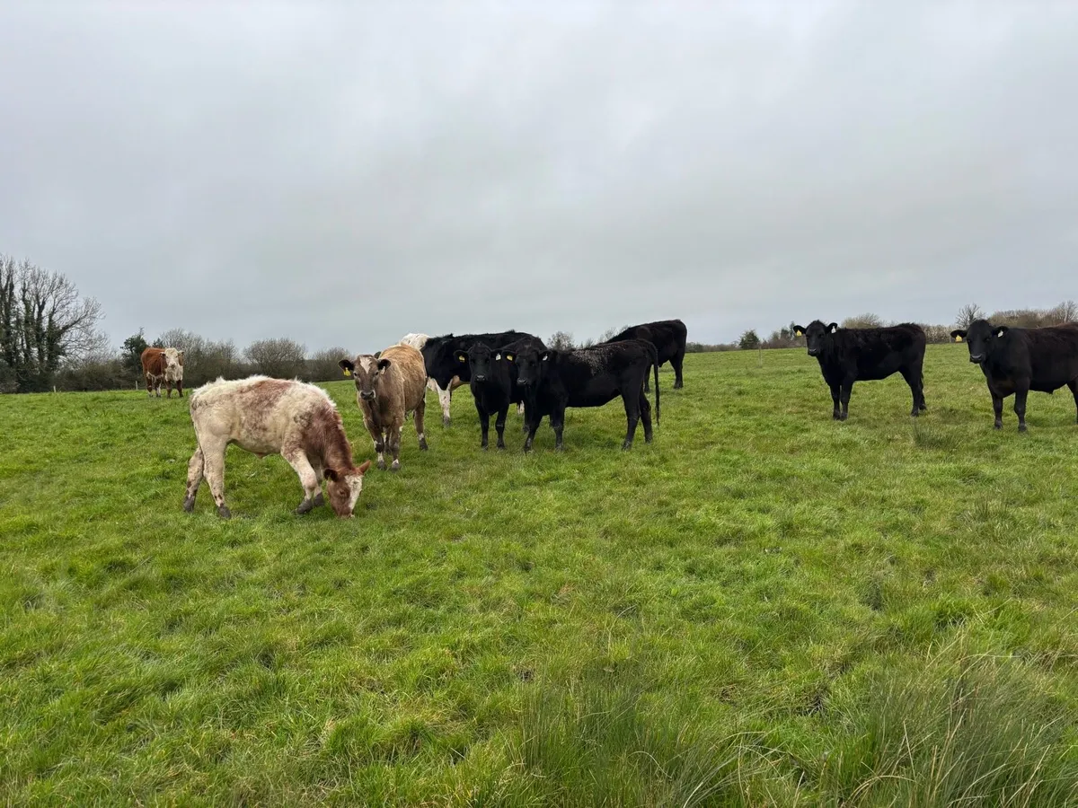 Organic cattle - Image 1