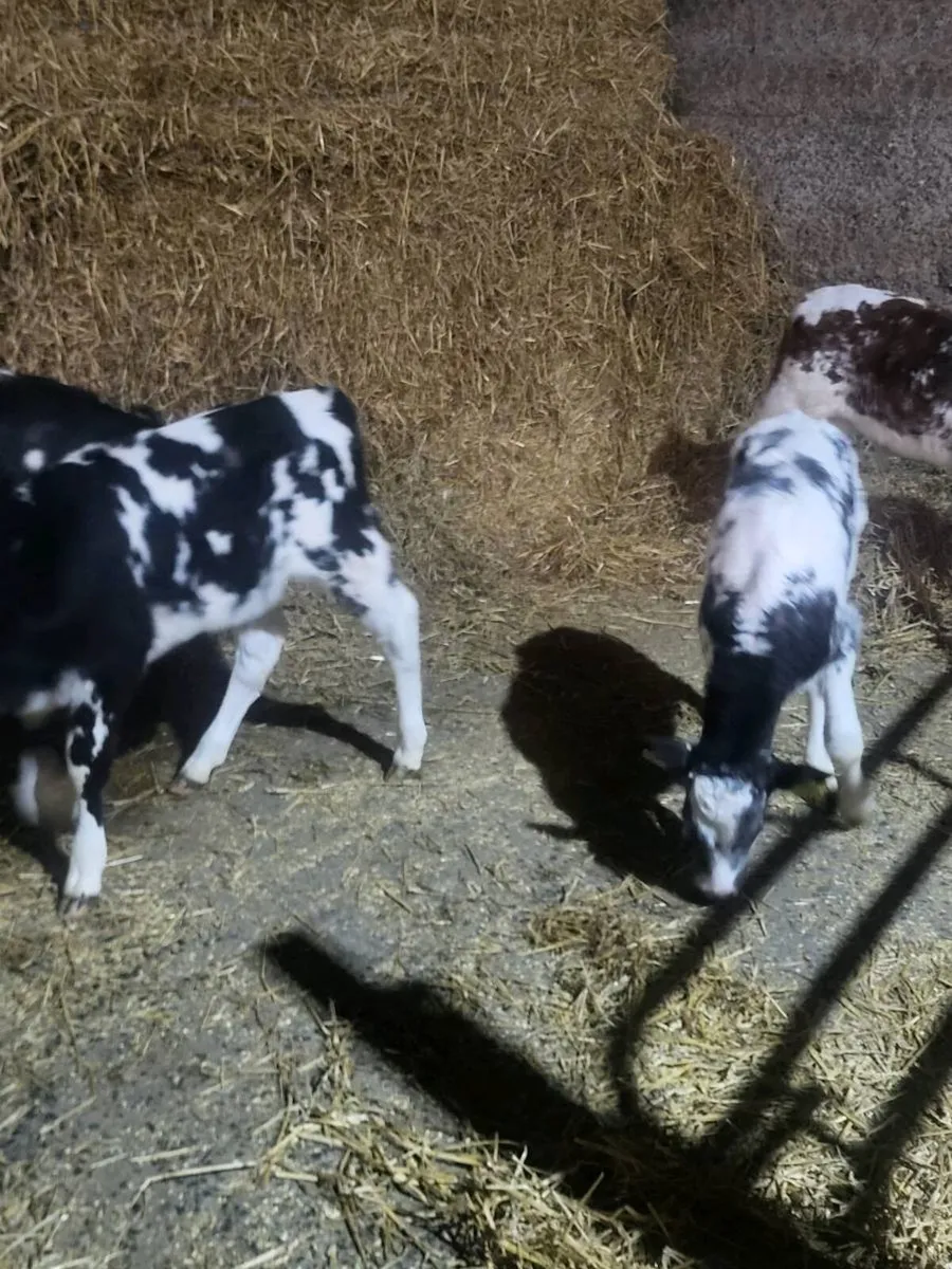 Calves - Image 2