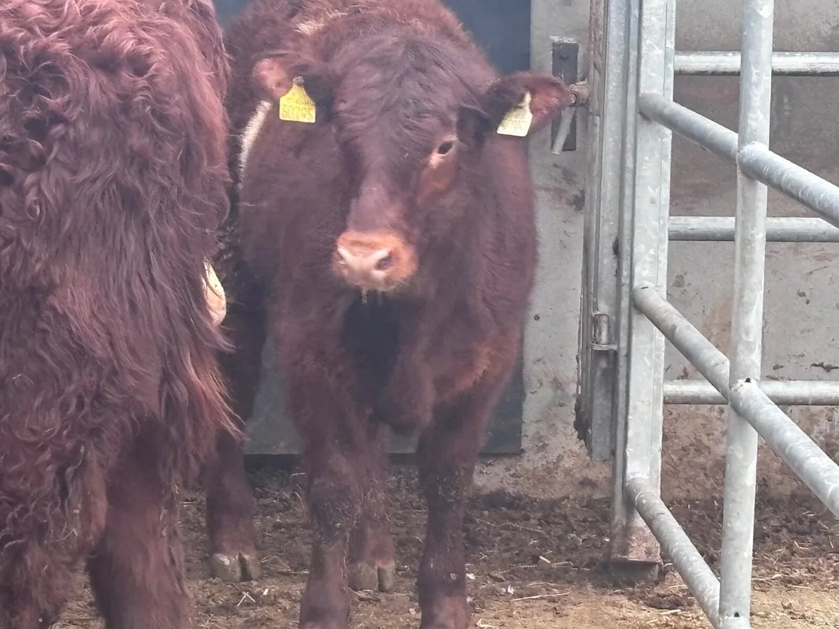 5 top quality continental bull Weanlings for sale - Image 2
