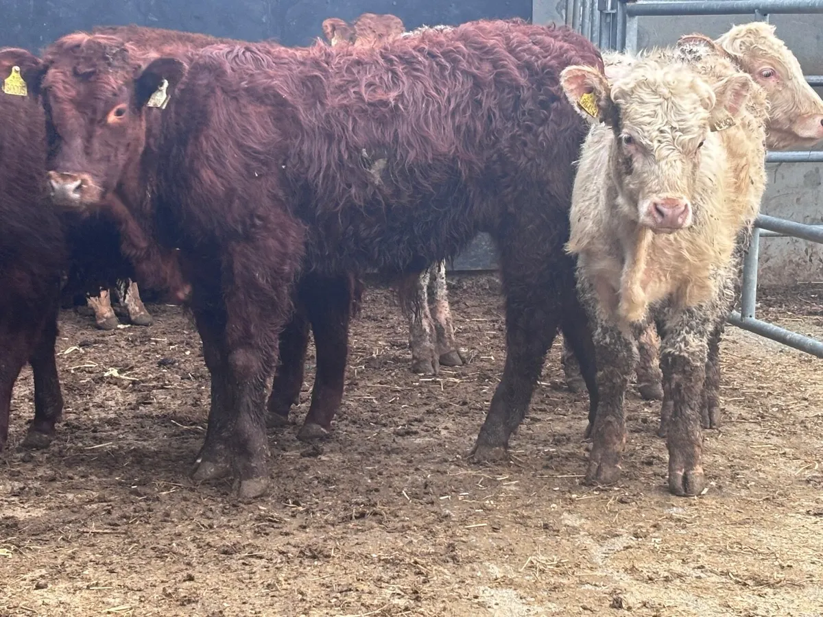 5 top quality continental bull Weanlings for sale - Image 1