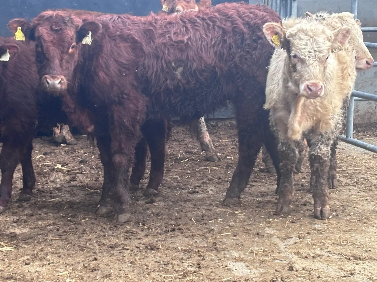 5 top quality continental bull Weanlings for sale - Image 4