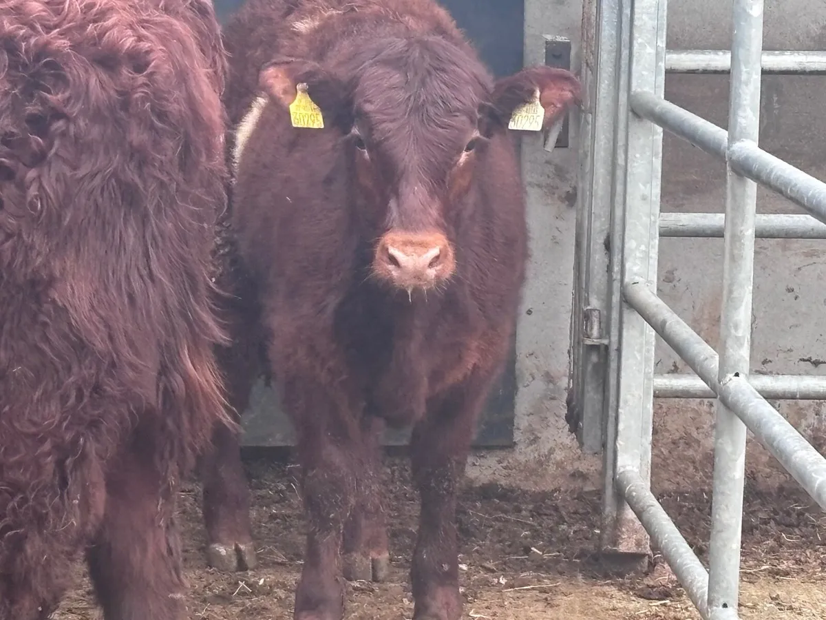 5 top quality continental bull Weanlings for sale - Image 3