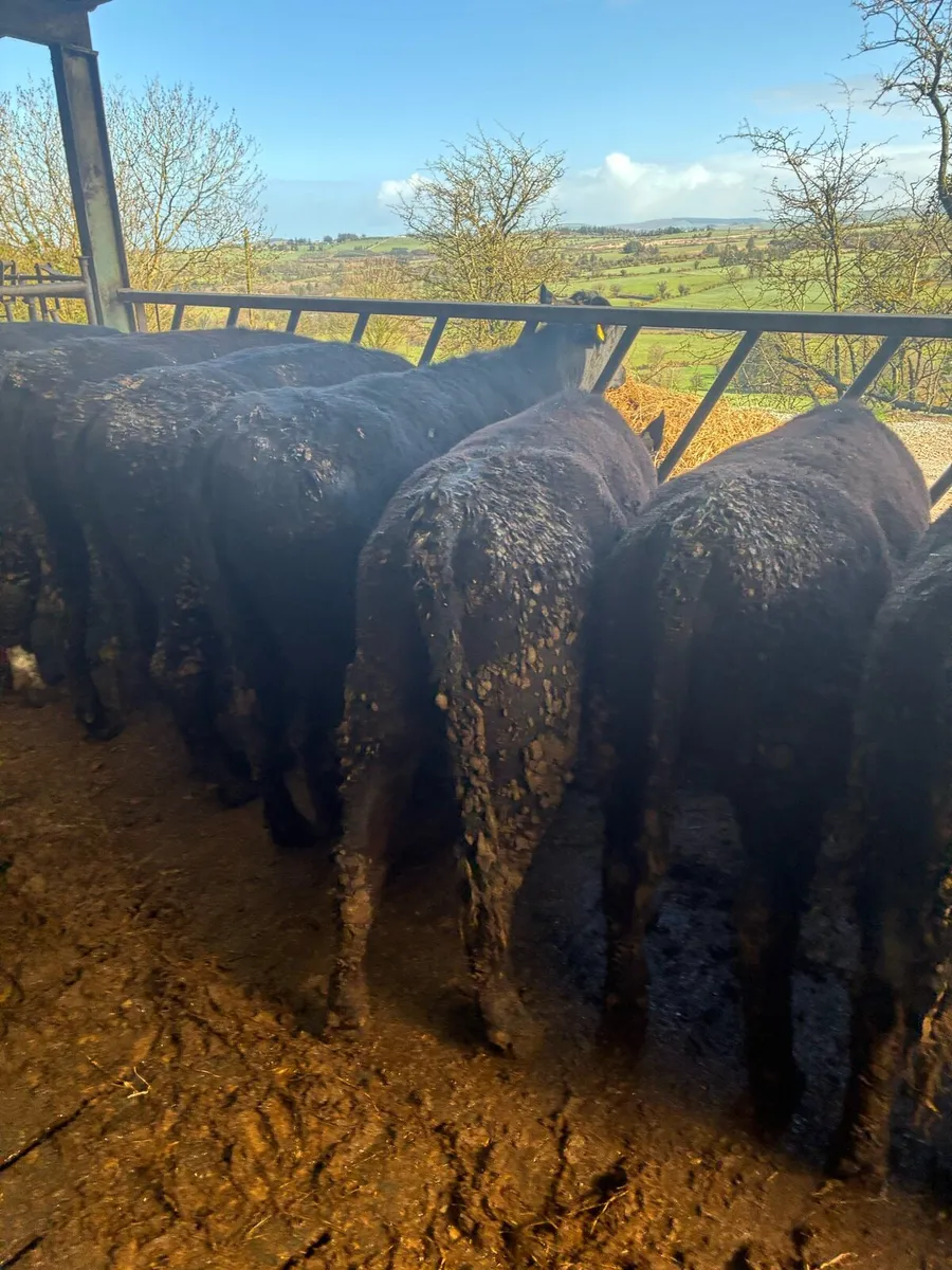 25 Aberdeen Angus Heifer Weanlings - Image 1