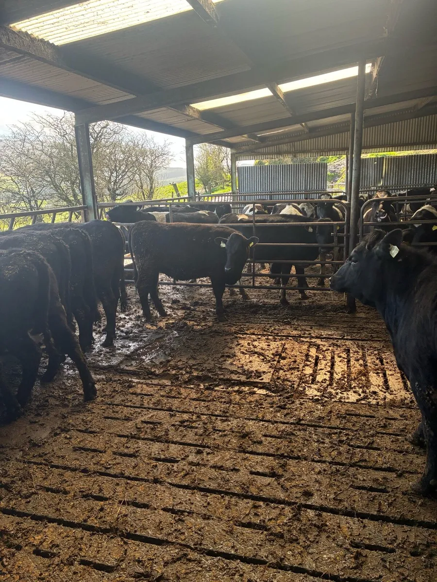 25 Aberdeen Angus Heifer Weanlings - Image 4