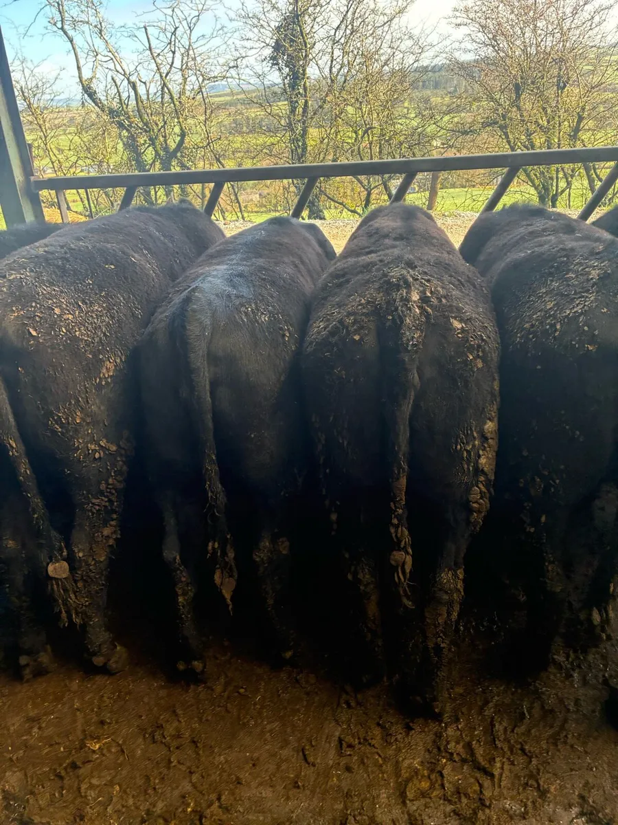 25 Aberdeen Angus Heifer Weanlings - Image 2