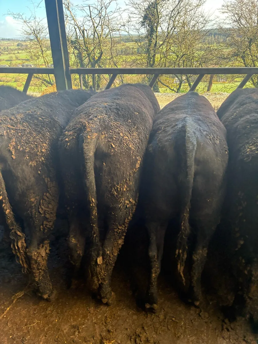 25 Aberdeen Angus Heifer Weanlings - Image 3