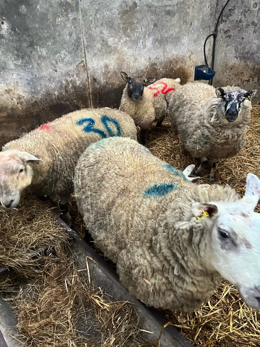 Ewes and lambs - Image 1