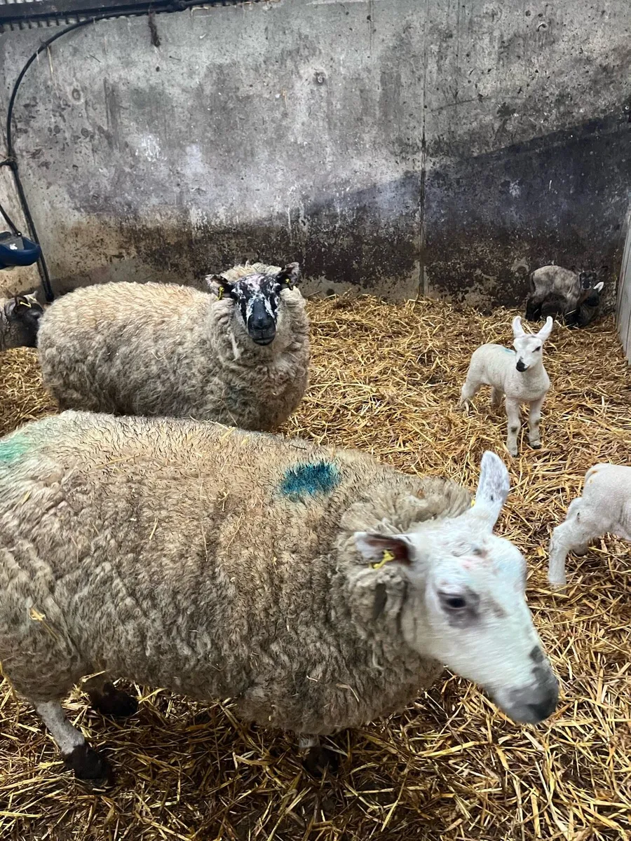 Ewes and lambs - Image 2