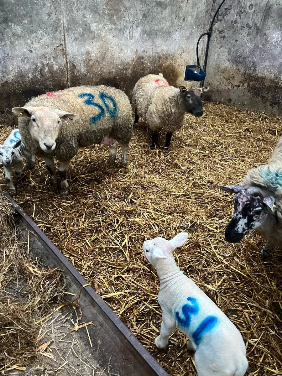 Ewes and lambs - Image 3