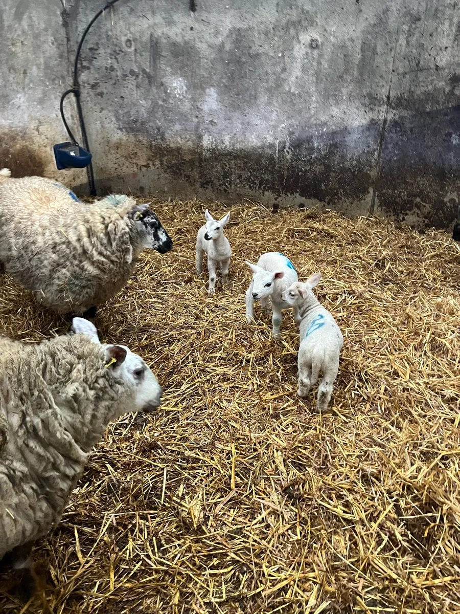 Ewes and lambs - Image 4