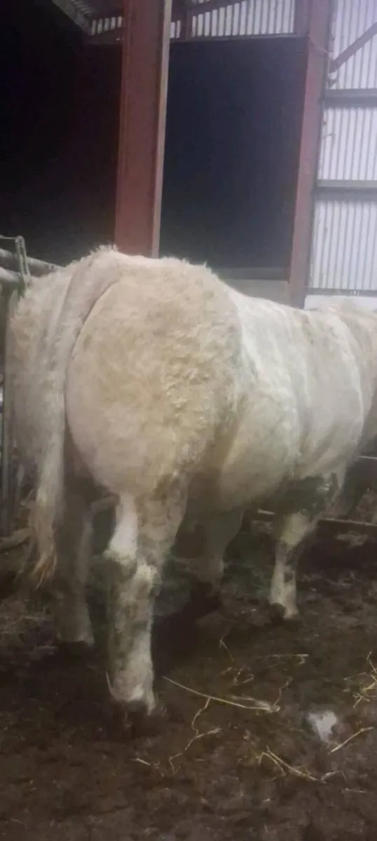 2 super charolais Bulls - Image 1