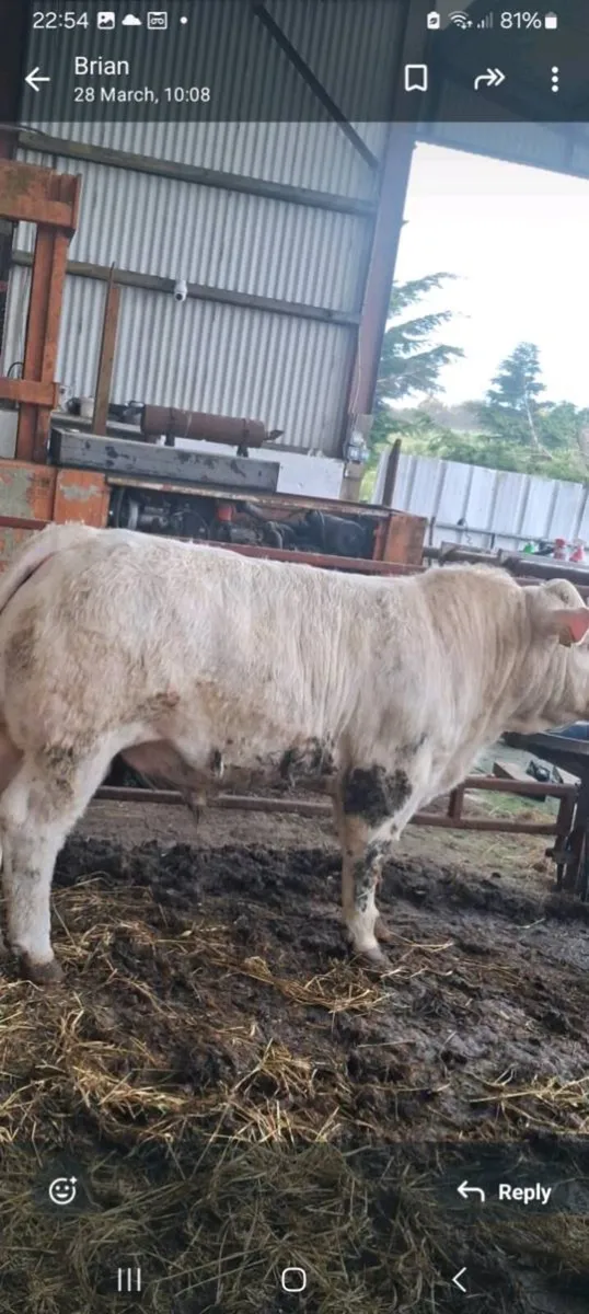 2 super charolais Bulls - Image 3