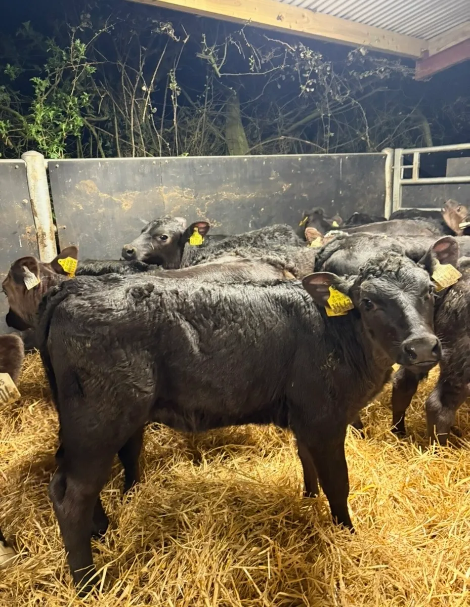 25 super 2 month old reared heifer calves  🔥 - Image 3
