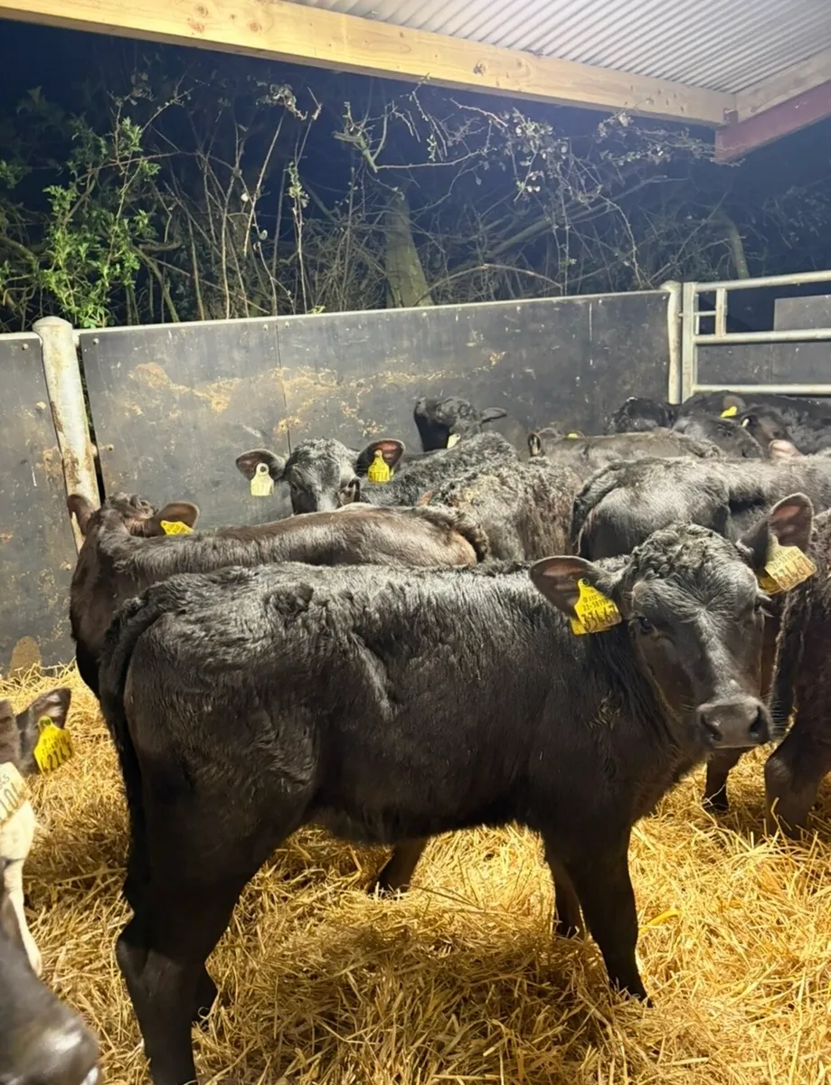 25 super 2 month old reared heifer calves  🔥 - Image 4