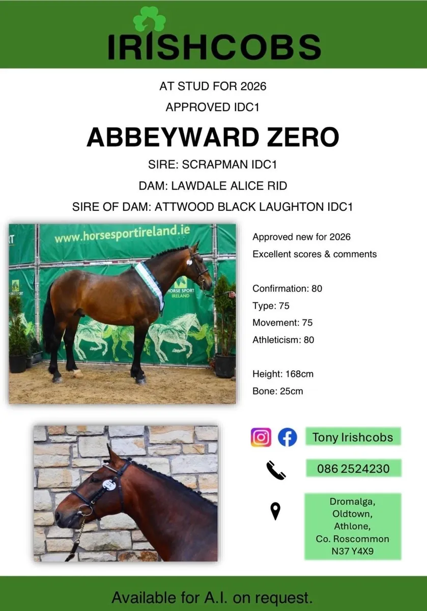 Stallion at stud - Image 1