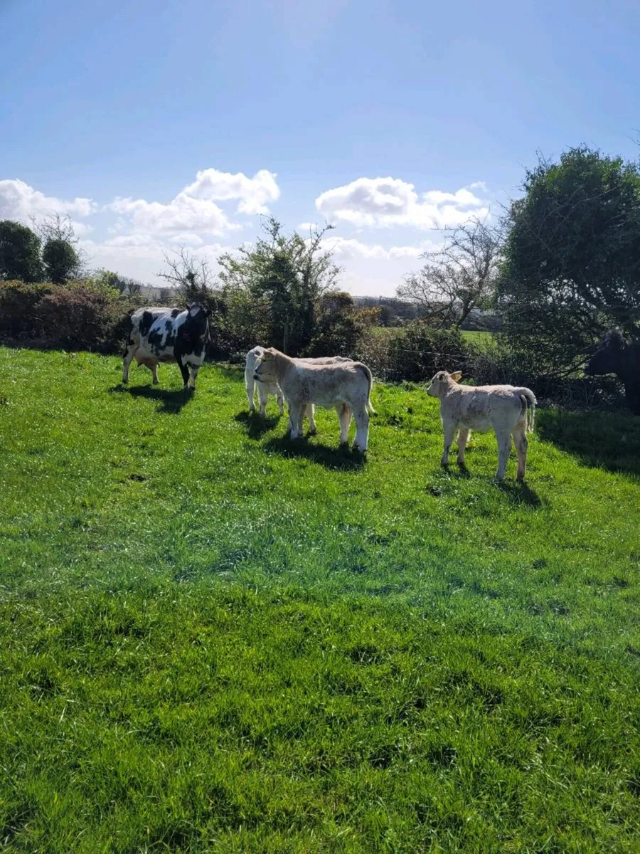 Charolais Bull - Image 4