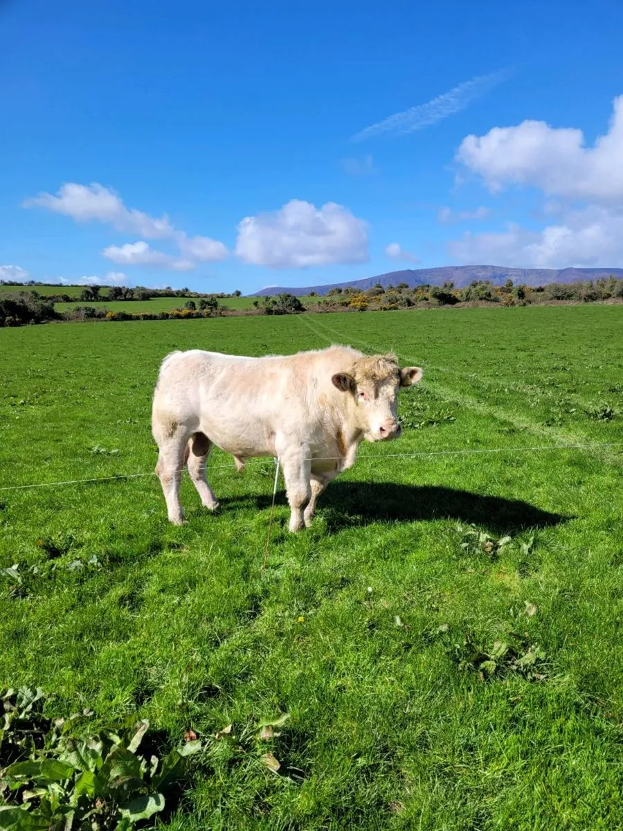 Charolais Bull - Image 1