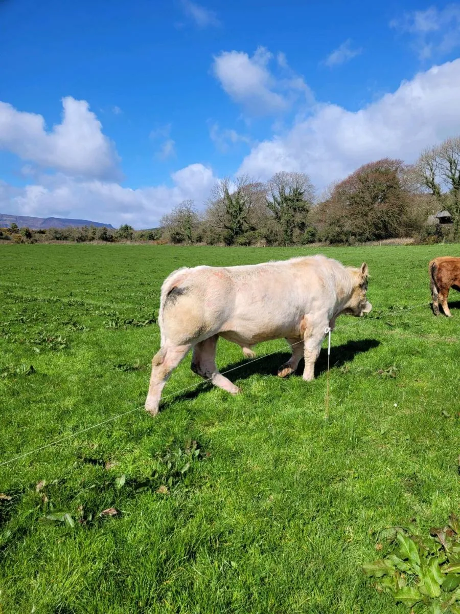 Charolais Bull - Image 2