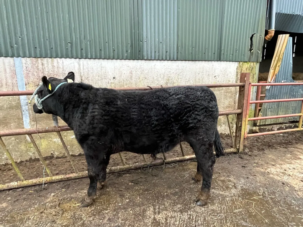 Pedigree Aberdeen Angus Bull - Image 1