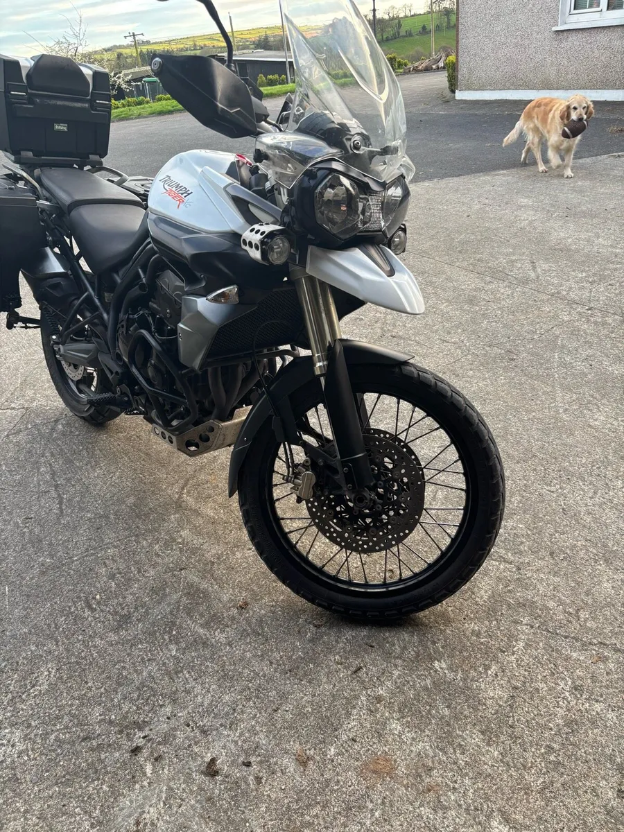 Triumph tiger - Image 4
